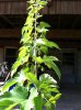 ImageUploadedByHome Brew1406840649.101546.jpg