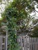 ImageUploadedByHome Brew1407018816.430394.jpg