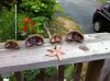 ImageUploadedByHome Brew1408665264.355520.jpg