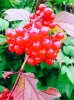 ImageUploadedByHome Brew1409401579.229704.jpg