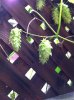 ImageUploadedByHome Brew1409696936.662881.jpg
