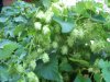 hops 058.jpg