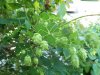 hops 053.jpg