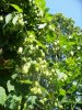 hops 061.jpg