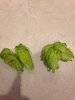 ImageUploadedByHome Brew1409963774.411146.jpg ImageUploadedByHome Brew1409963774.411146.jpg