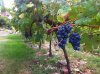 ImageUploadedByHome Brew1410448284.755801.jpg