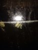 ImageUploadedByHome Brew1411908605.482299.jpg