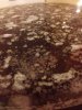 ImageUploadedByHome Brew1412040164.704198.jpg