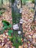 mushrooms_tree.JPG mushrooms_tree.JPG