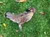 grouse.JPG grouse.JPG