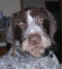 ImageUploadedByHome Brew1415641739.712726.jpg