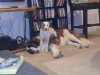 gus and lucy 2.jpg