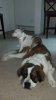 gus and lucy.jpg