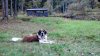 gus in yard.jpg