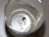 DeadFly.jpg