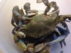 crabs.JPG crabs.JPG