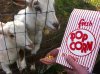 popcorn.jpg