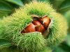 chestnut1.jpg