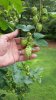 hops_25jul2015_02.jpg