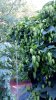 hops_14aug2015_01.jpg