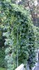 hops_14aug2015_03.jpg