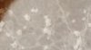 Mold1.jpg