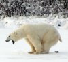 polar-bear-poop.jpg