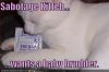 funny-pictures-white-cat-bites-condom.jpg