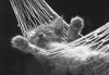 kitten1.JPG kitten1.JPG