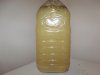 Cucumber Mead X After honey day 6.JPG