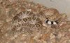 rattler-closeup.JPG