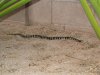 20070501-snake.jpg