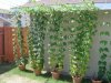 Hops7.jpg