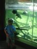 Turtles.jpg