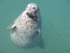 Seal.JPG