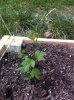 image-1567080536.jpg image-1567080536.jpg