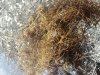 seaweed1.jpg