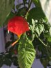7 pot prima oct 2018.JPG