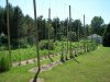 hops 12(2).jpg