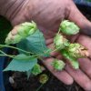 hops - 2.jpg