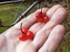 High Bush Cranberry Variations.jpg