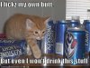 funny-pictures-kitten-wont-drink-kestone-light-beer.jpg