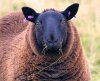 735px-Black_ewe.jpg