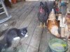 Kitten & Chickens.jpg