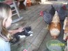 Syd & Kitten & Chickens.jpg