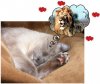 Cat_4.jpg