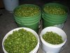 picked hops.jpg