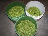 picked hops 2.jpg