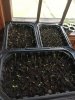 seedlings chex 2020.JPG