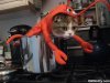 lobsterkitty.jpg